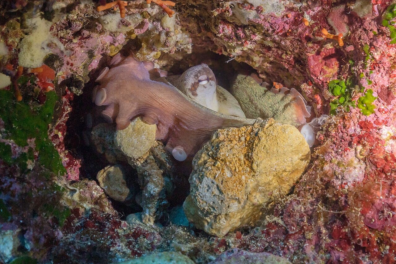 Polvo