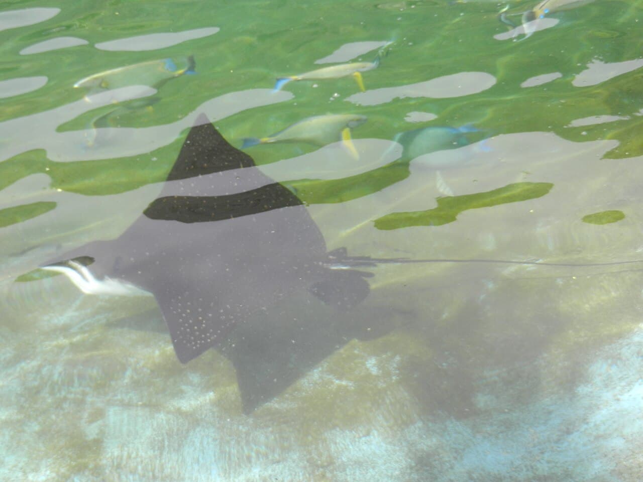 Raia-manta pintada