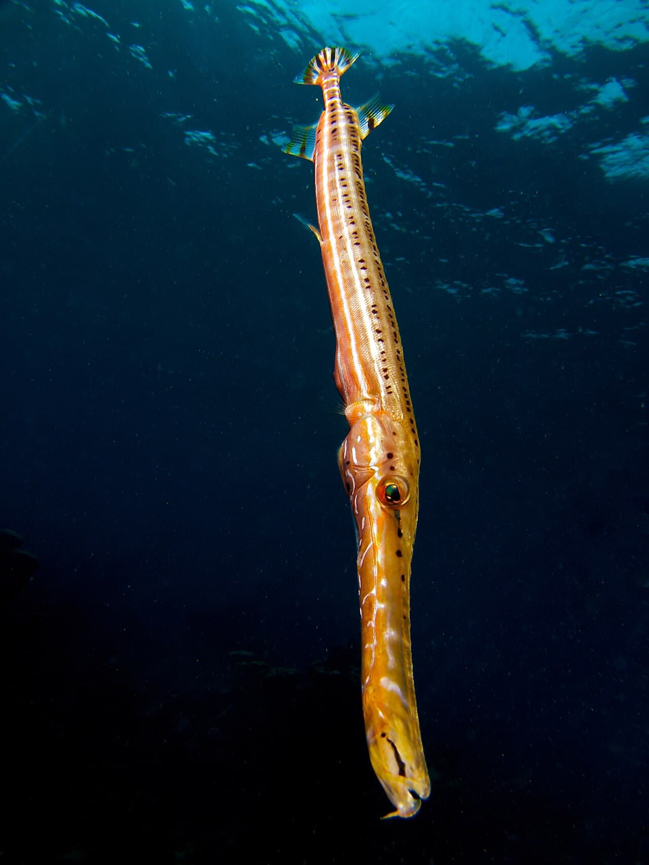 Peixe-trombeta